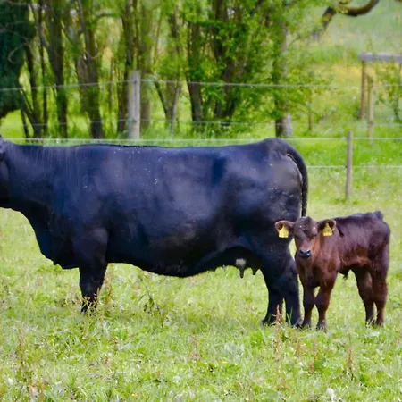 Vogtsmichelhof - Leibgeding 3* Ehlenbogen