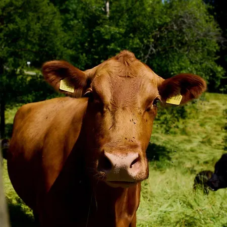 招待所 Vogtsmichelhof - Leibgeding